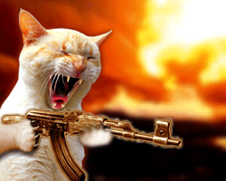 [Imagem: animal+gato+com+metralhadora.gif]