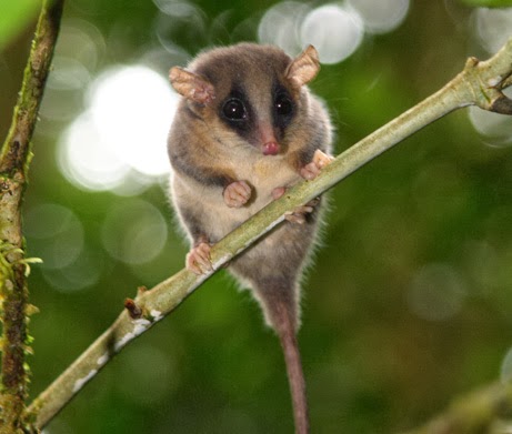 Australian endangered species: Mountain Pygmy-possum