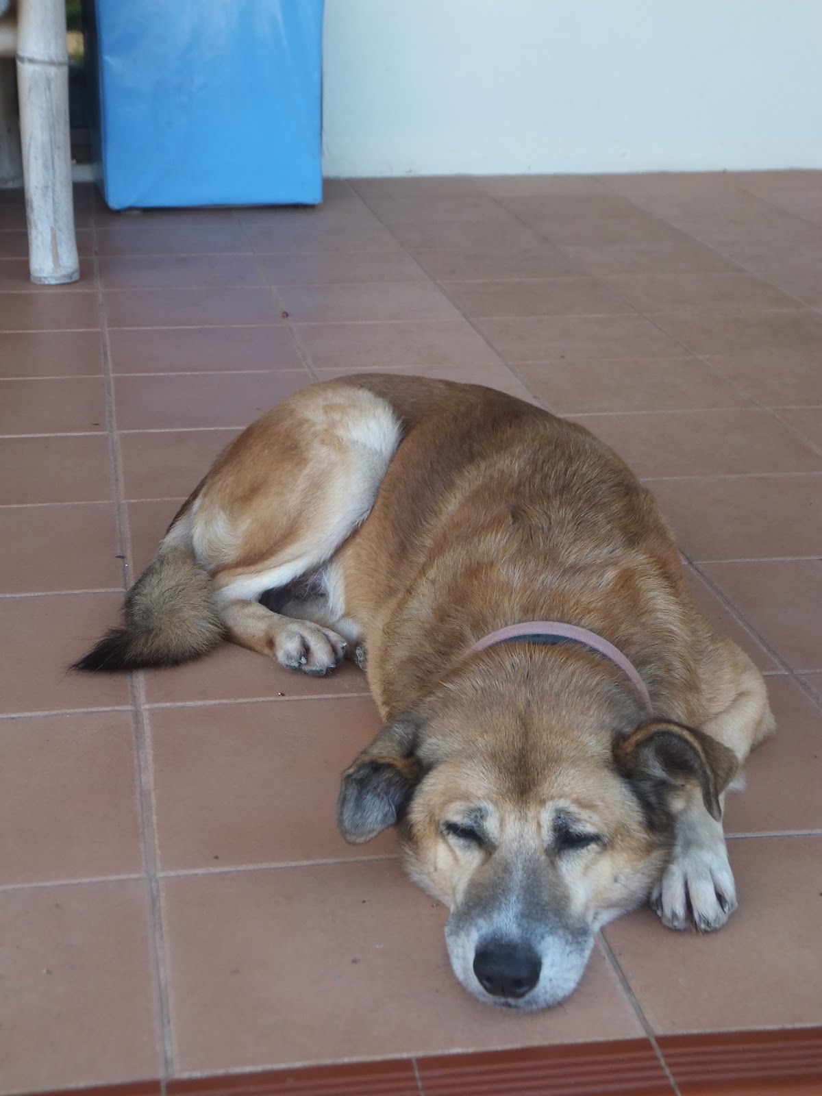 Celia and John�s Blog Fiji