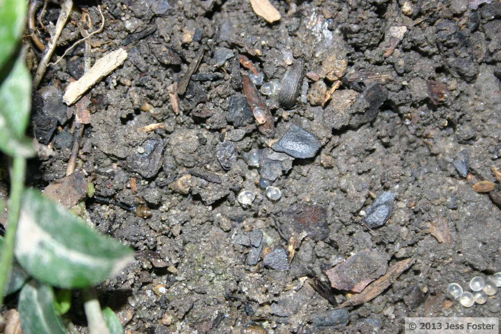 Sluggin' Along Slug Eggs New Location 5 Clutches