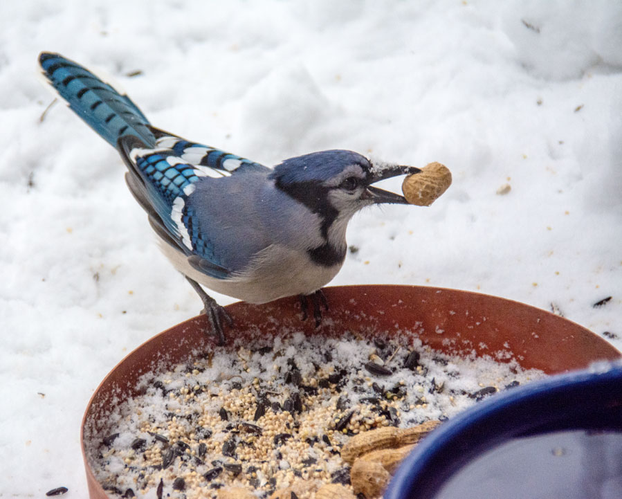GardenCuizine birdsblooms Peanuts are for the Birds! GardenCuizine 