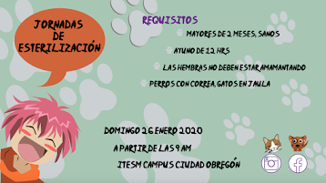 Requisitos para esterilización de mascotas