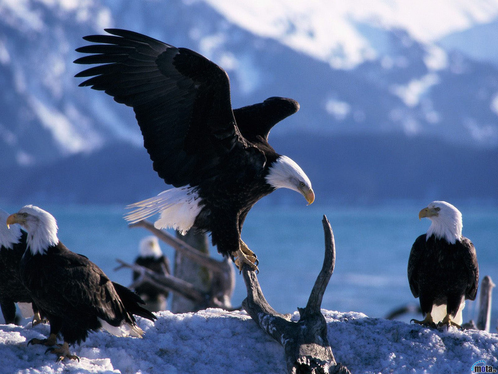 Bald Eagle Family