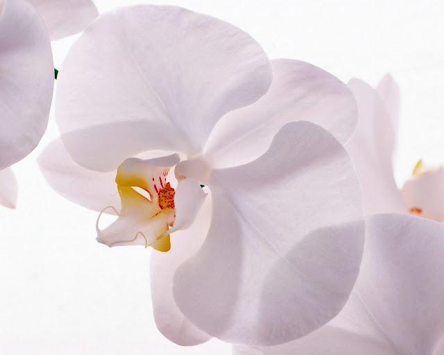 White flower HD wallapper hd images hd  pictures 2012