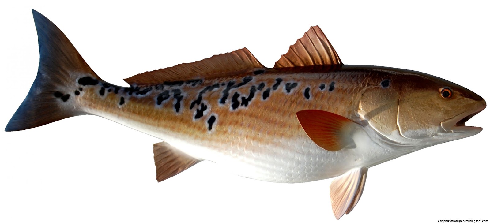 Fish Mounts Redfish Fish Mounts Redfish