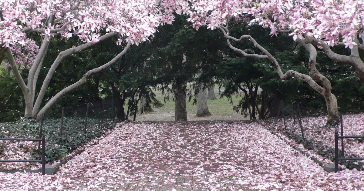 . Sweet ♥ Love . cherry blossoms and magnolia petals