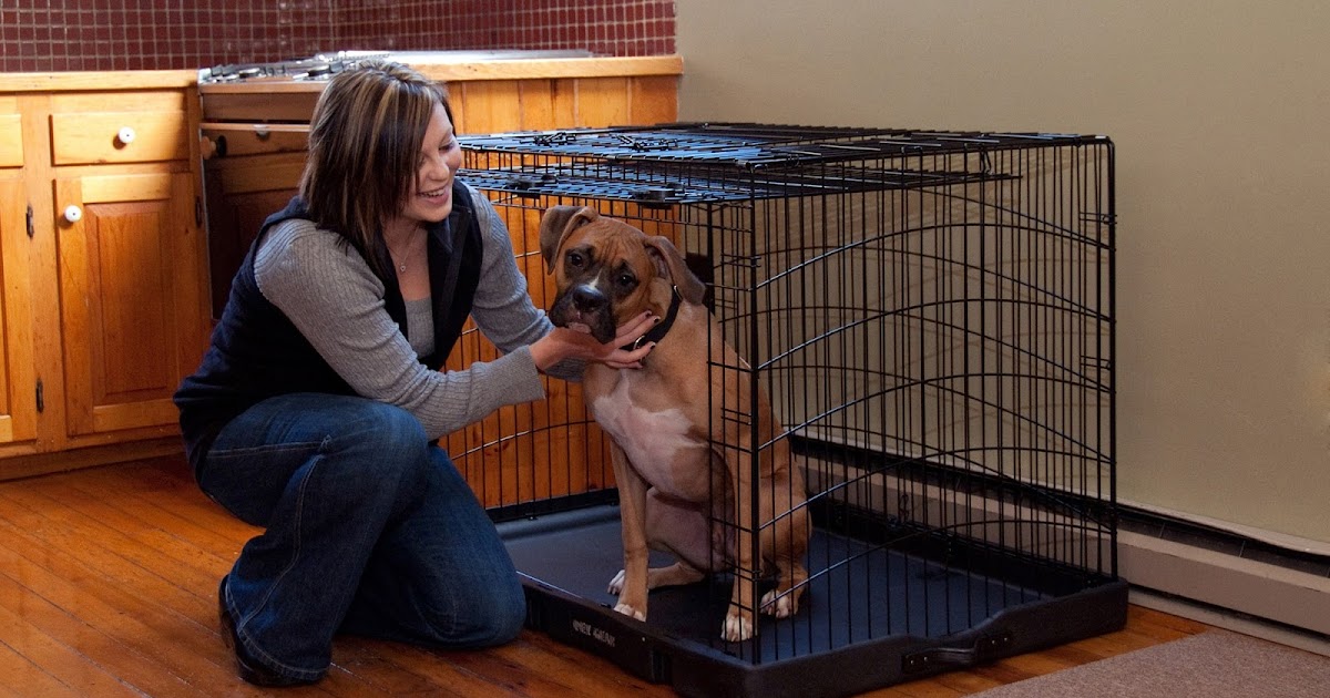 How To Dog 5 Tips For Why And When To Crate Train Your Dog