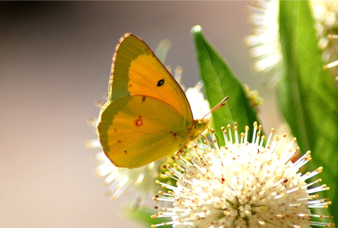 Sulphurs Butterfly Backgrounds