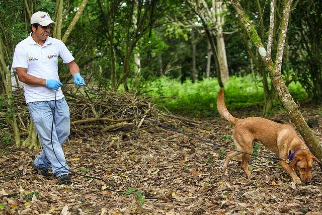 Search Dogs Essential to Galapagos Efforts to Keep Out Harmful Invasive