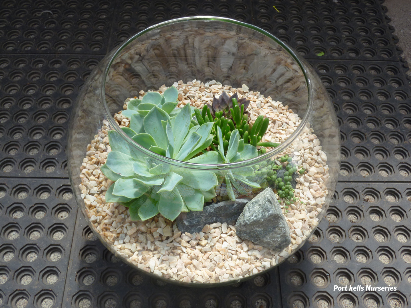 How To Plant Succulents How To Plant Succulents