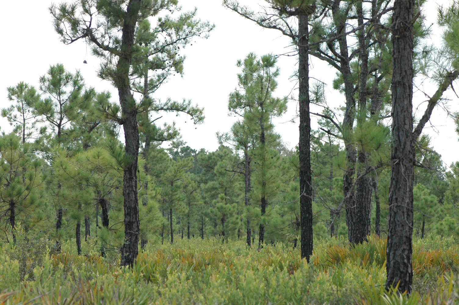 Field Biology in Southeastern Ohio Pine Communities of the South