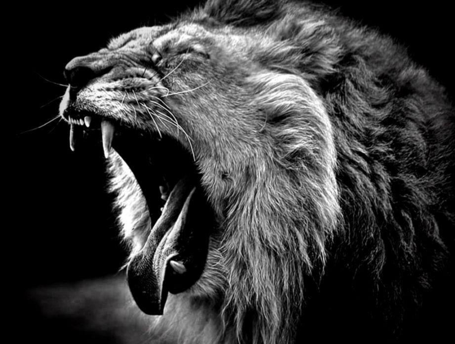 Black Lion Pictures Wallpaper Wallpaper Download Black Lion Pictures Wallpaper Wallpaper Download