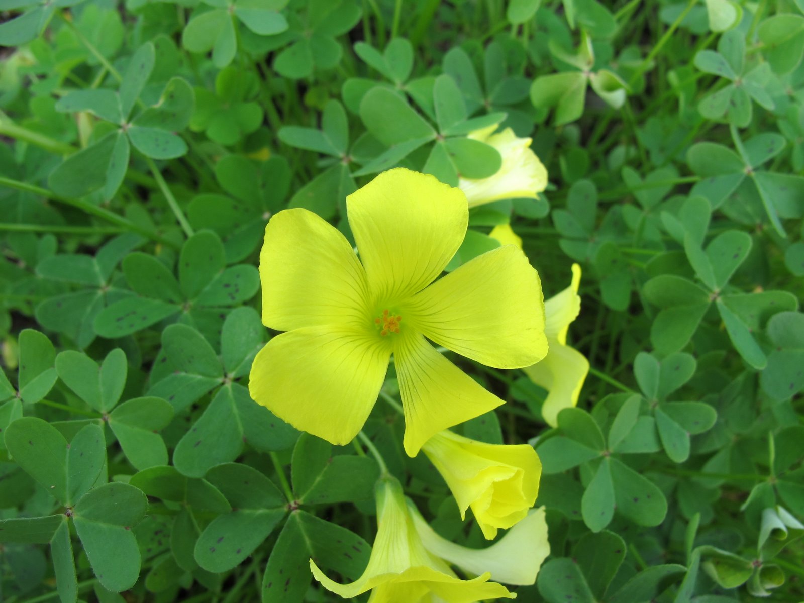 Oxalis pescaprae broopolis