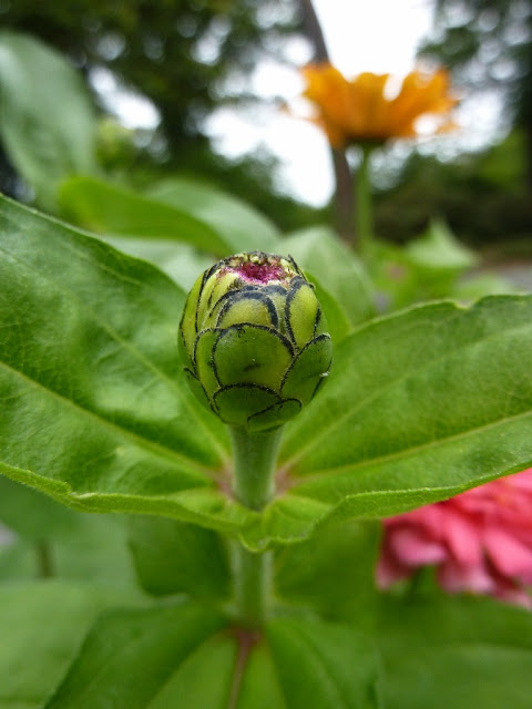 Zinnia flower bud before opening