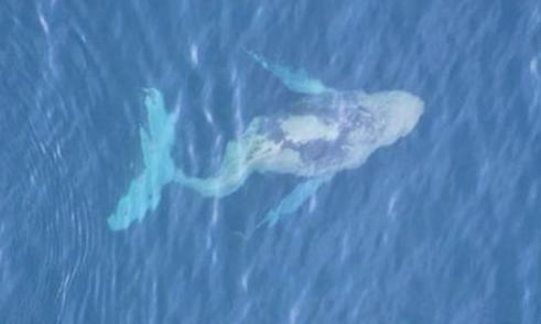 The Gudangupil Fenomena Penyakit Serangan Paus Langka