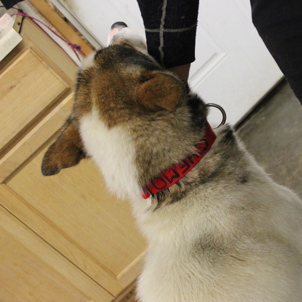 New Collars SP Kennel