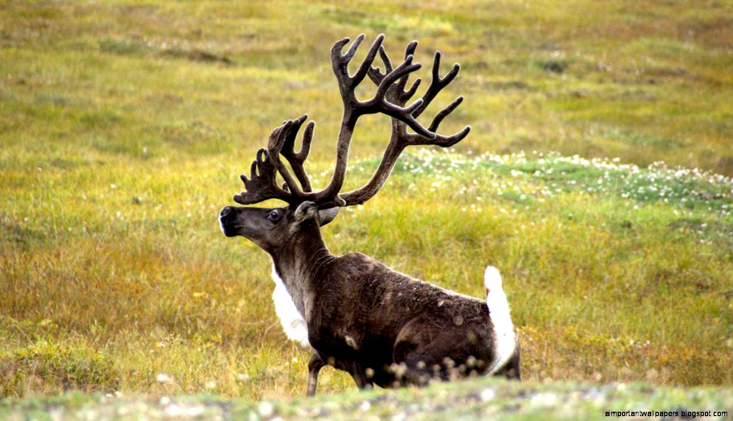 Picture of Reindeer HD Wallpaper  Animals Wallpapers Picture of Reindeer HD Wallpaper  Animals Wallpapers