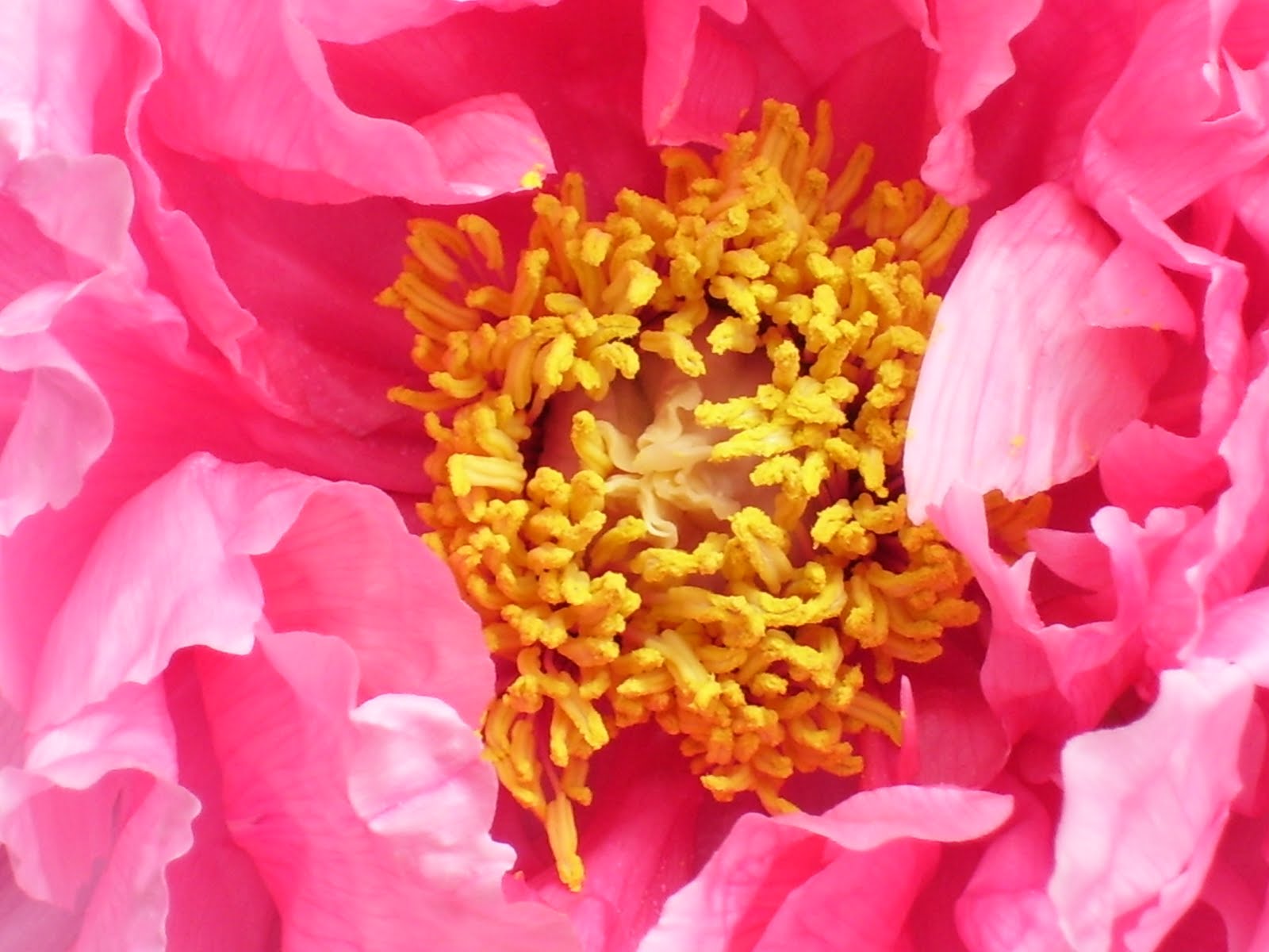 Talking to Plants Great Plants for Zone 4