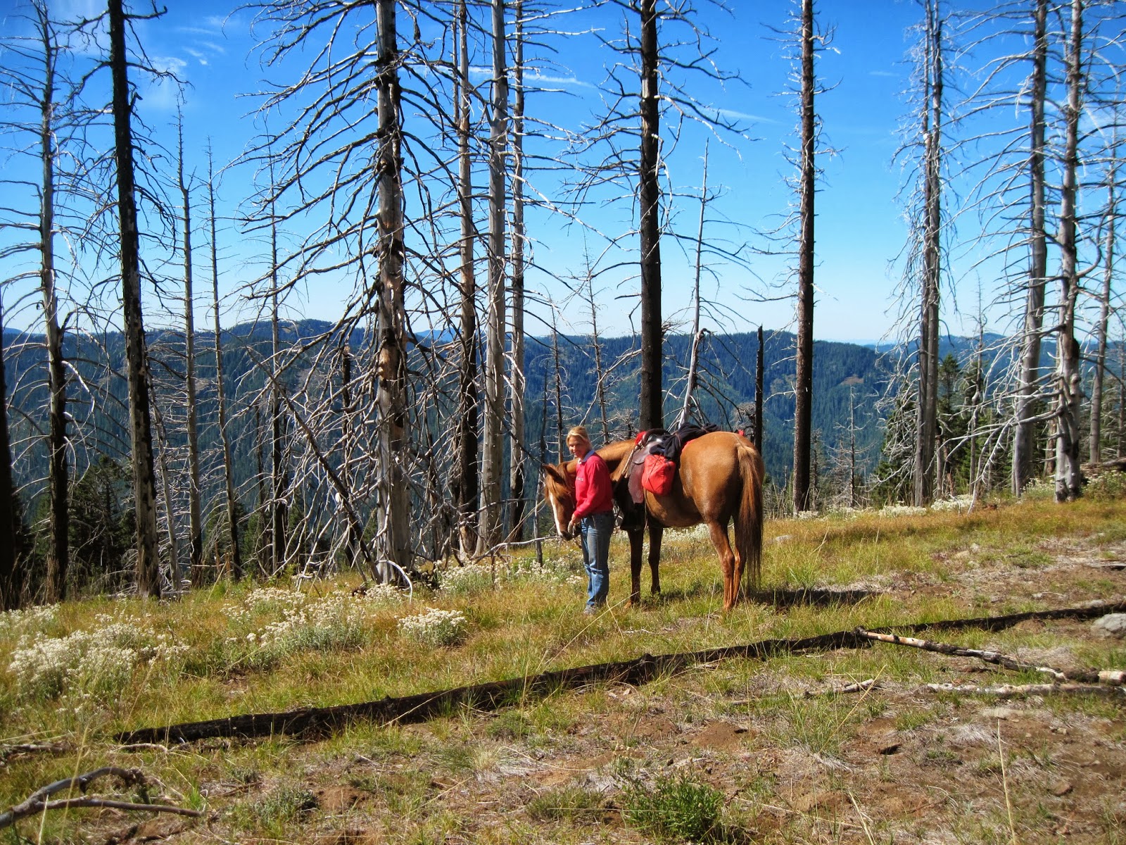 Holly's Horse Tales and Trails Box Canyon Horse Camp, Willamette