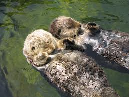 Doug and Zach's Random Facts: Otters Sleeping Habits