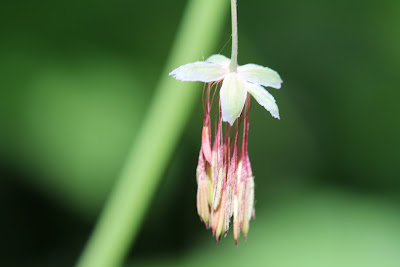 [Ranuculaceae] - Thalictrum occidentalis -  Western Meadow Rue