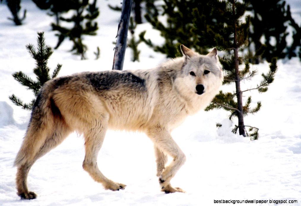 USFWS Gray Wolf News Releases USFWS Gray Wolf News Releases