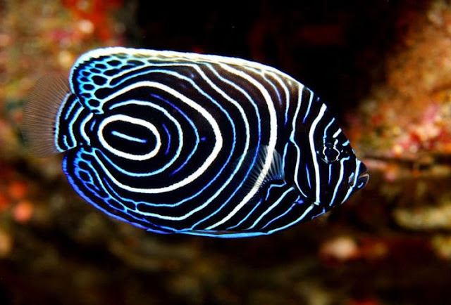 Top 5 Most Beautiful And Colorful Fish