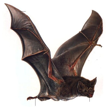 Common Bat