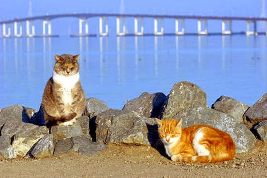 stray cats of san francisco bay area