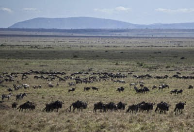 Kenya Wildlife
