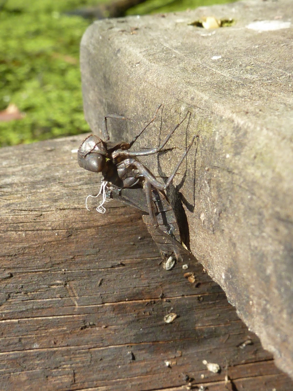Bugs Doing It