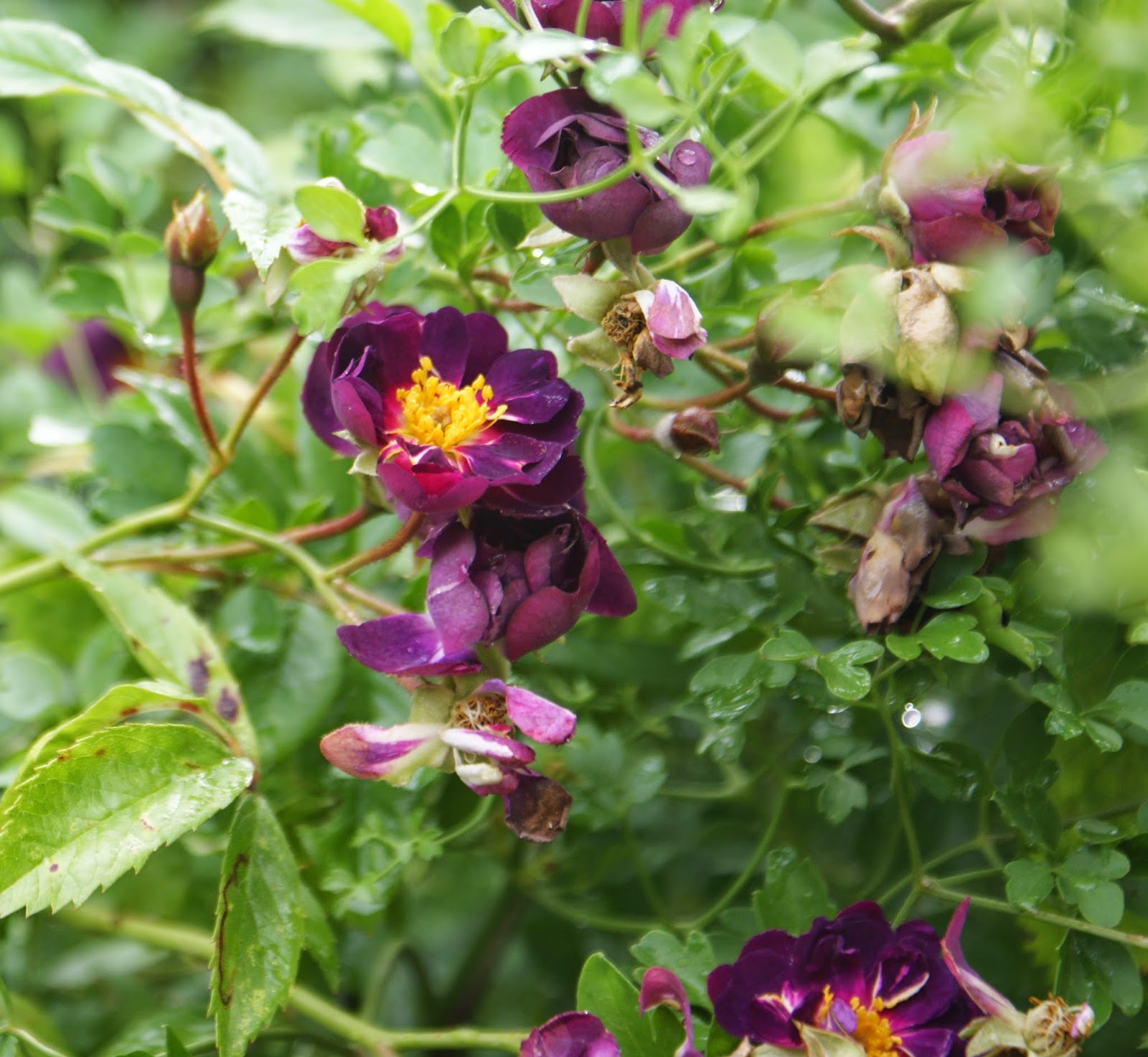 KJELD SLOT WHERE HAVE ALL THE ROSES GONE...?