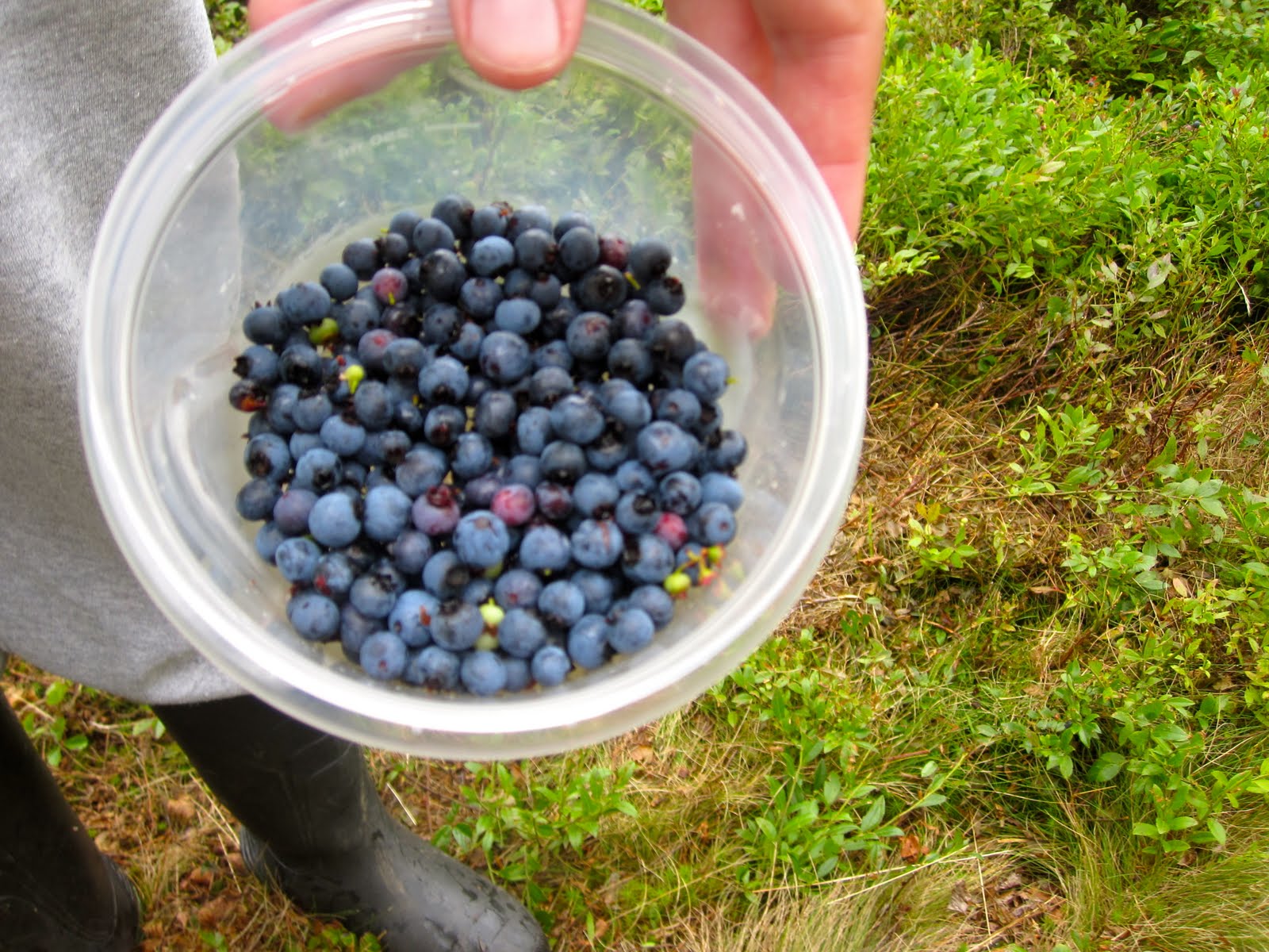 Blueberry Hill Blueberry Hill...