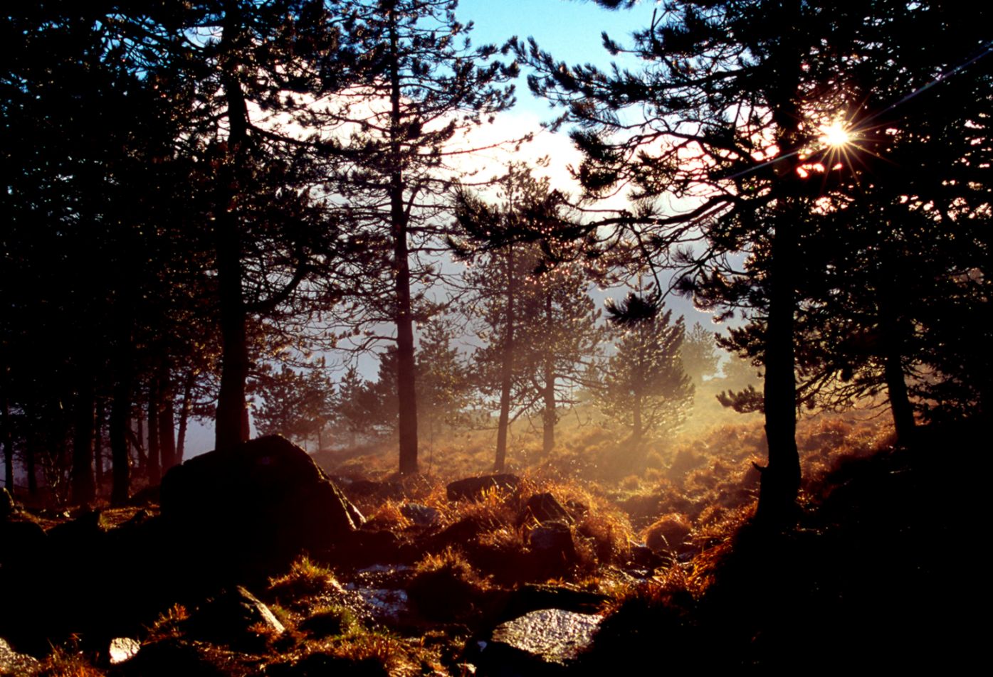 Wallpapers Sunset Forest Balda Mist 4 1550x1024 500838 sunset Wallpapers Sunset Forest Balda Mist 4 1550x1024 500838 sunset