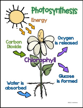 Plant Anchor Chart