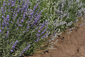 Гузель Костына,лаванда,лавандовые поля,Болгария,лаванда в Болгарии   Гузель Костына,лаванда,лавандовые поля,Болгария,лаванда в Болгарии