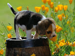 Come on, Spring !