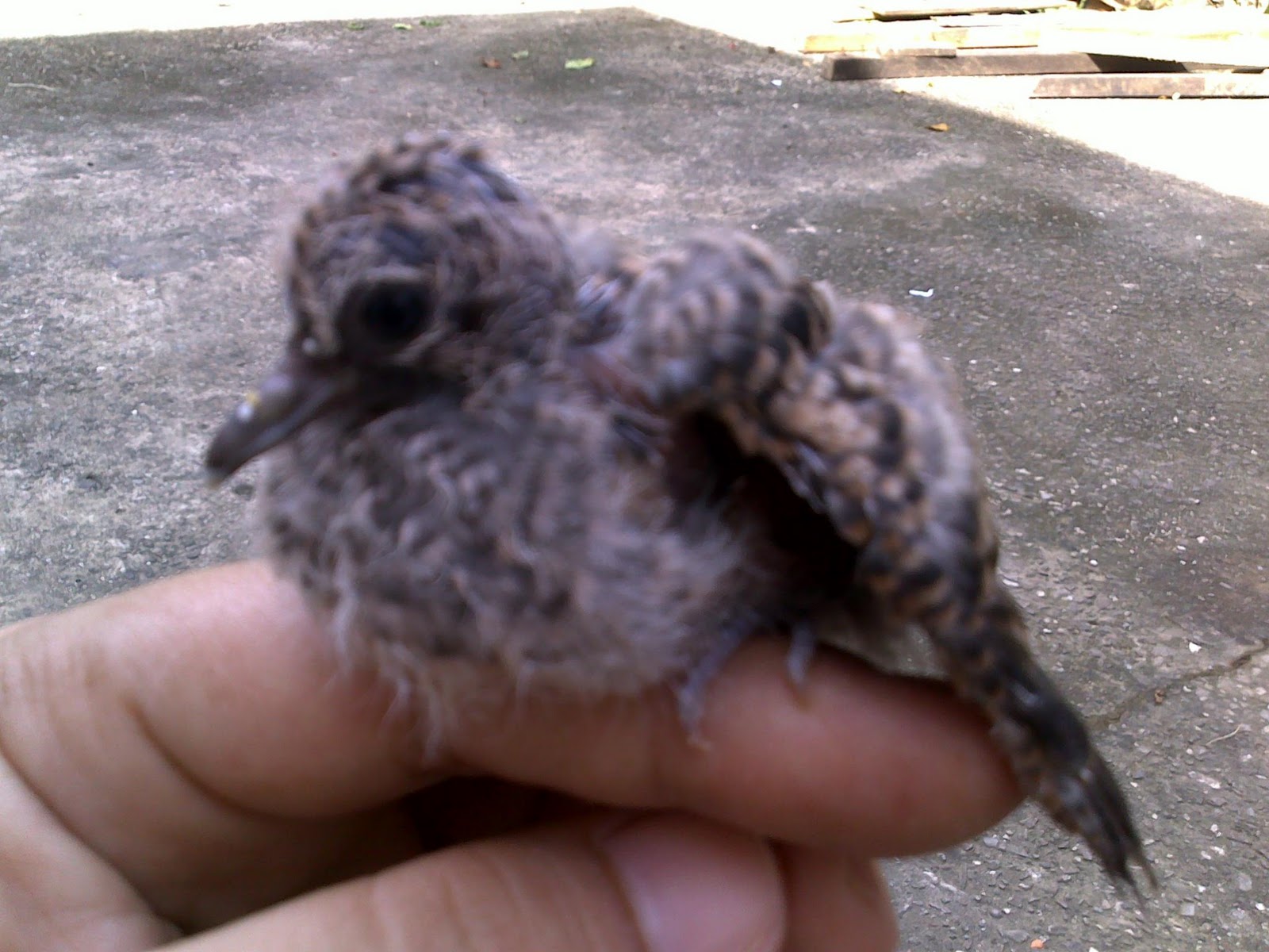 Prettywings Pets Anak Burung Merbuk