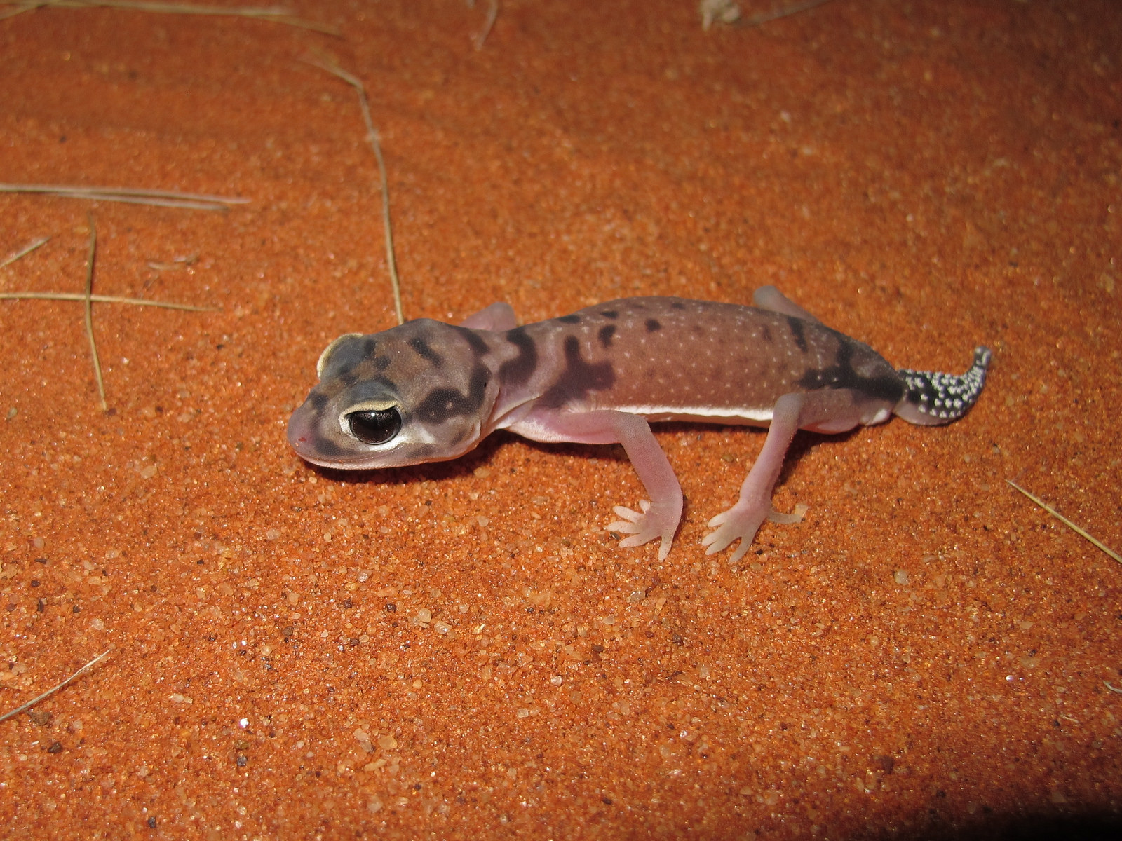 Real Monstrosities Knobtailed Gecko