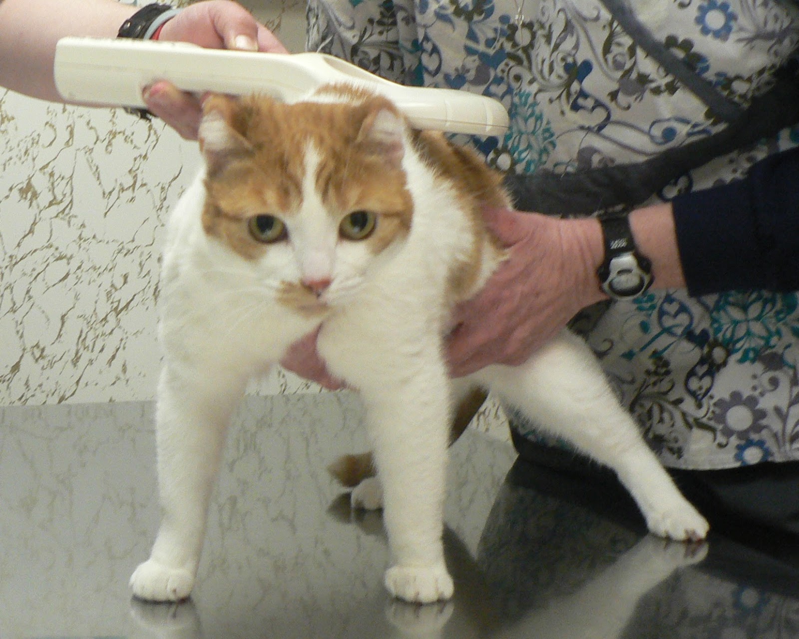 Lost Cat Finder Pet Detective Lost Cat Pet Finder "How to find a lost