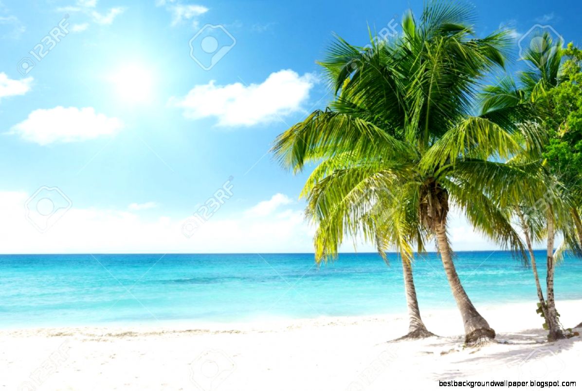 Caribbean Sea And Coconut Palms Stock Photo Picture And Royalty Caribbean Sea And Coconut Palms Stock Photo Picture And Royalty
