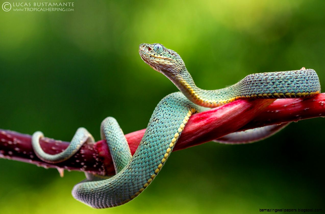 35 Awesome Photos of Rainforest Animals and Wildlife Peru Nature 35 Awesome Photos of Rainforest Animals and Wildlife Peru Nature