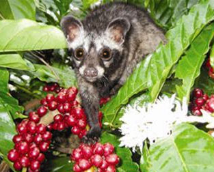 Luwak Coffee November 2012