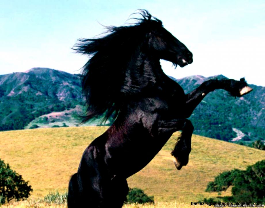 FunMozar – Black Horse FunMozar – Black Horse