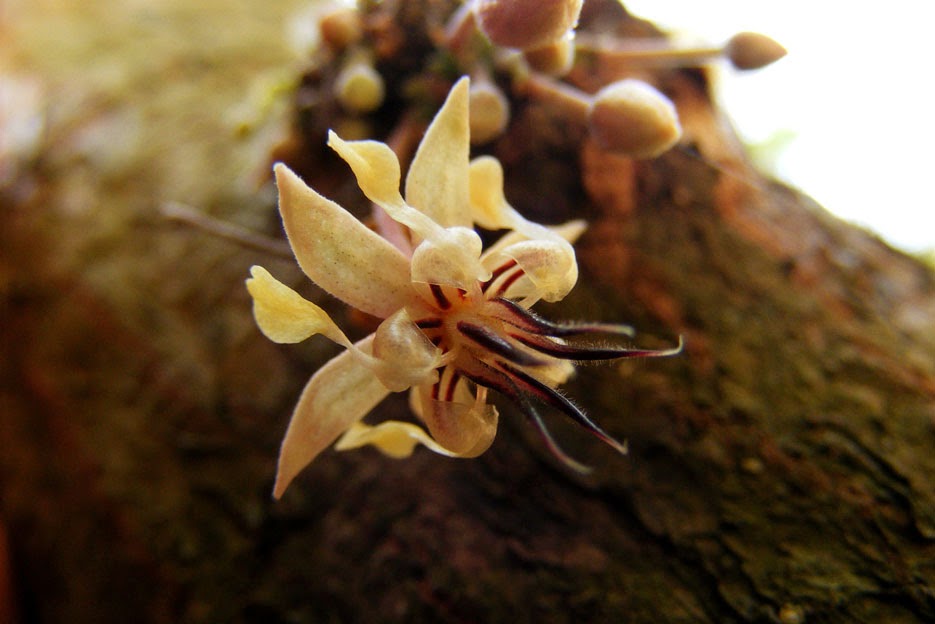 Resultado de imagen de flor del cacao