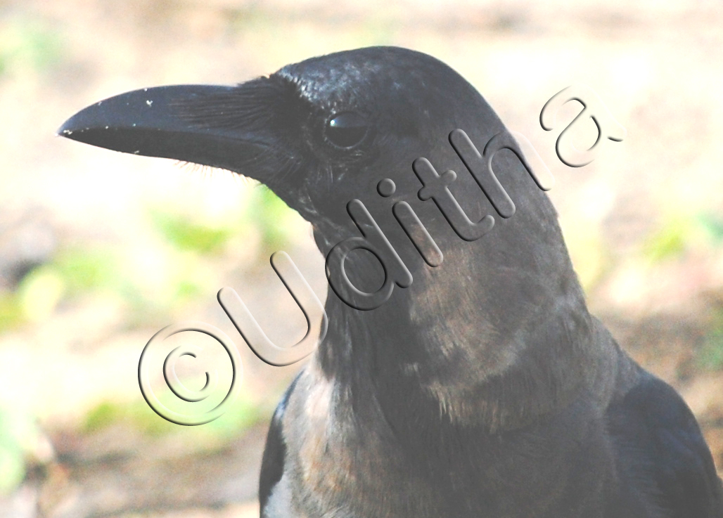 FOREST BIRD The BirdBill….a unique adaptation for survival