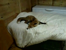 002-funny-animal-gifs-fox-and-dog-playing.gif