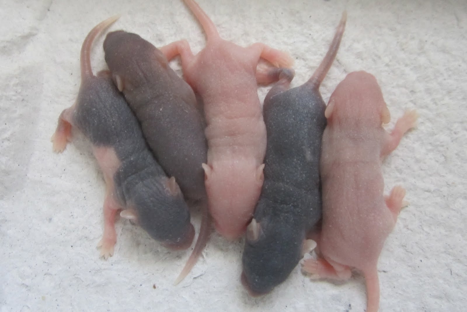 Room 11 Totara Park Scool: Baby Mice