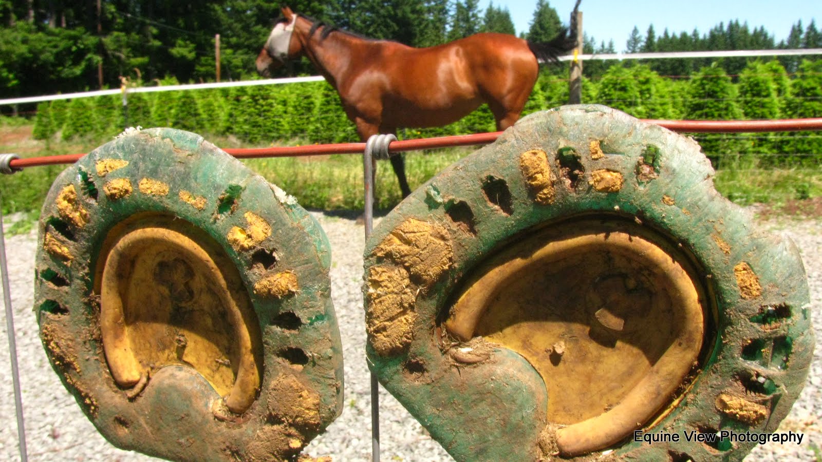 All Horse Stuff Easy Walker horseshoes