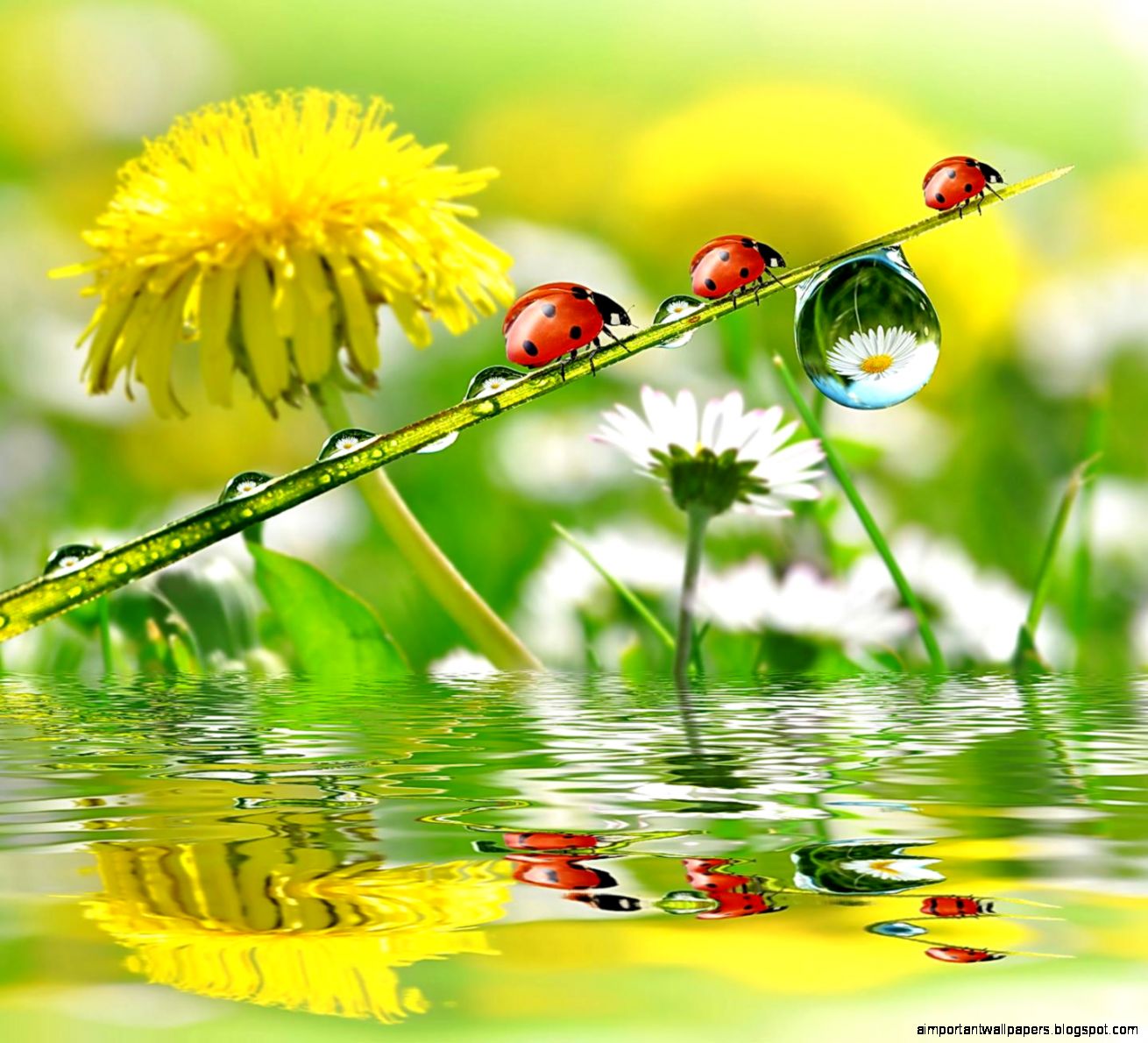 Ladybugs and flowers 107721 High Quality and Resolution Ladybugs and flowers 107721 High Quality and Resolution